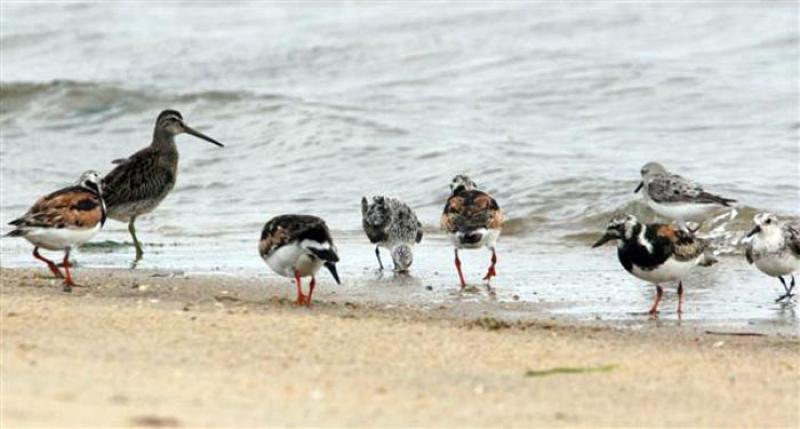 shorebirds sand ocean