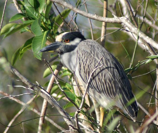 Heron