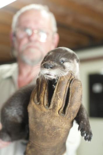 otter