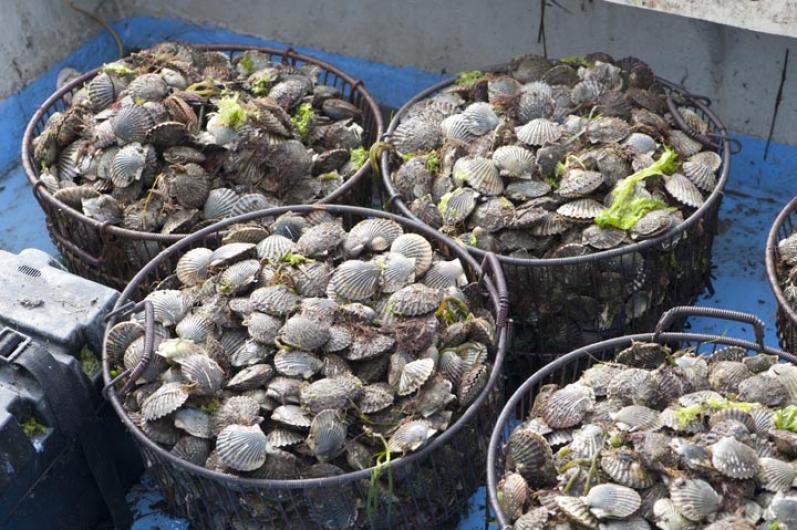 scallops