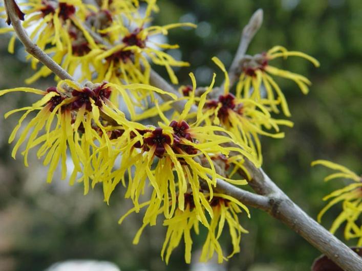 witch hazel