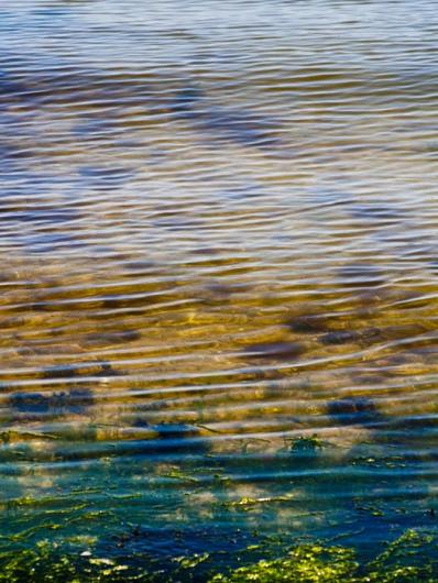 algae