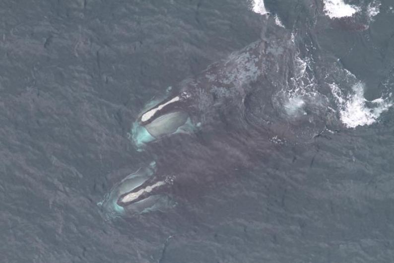 whales