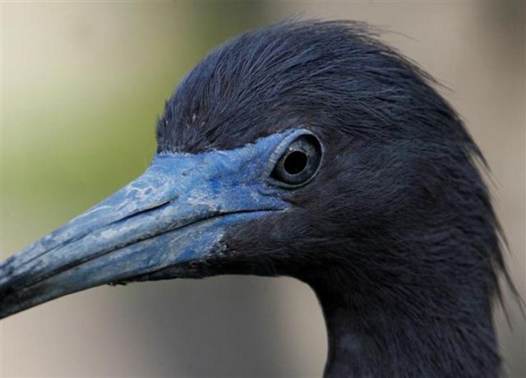 Little Blue Heron