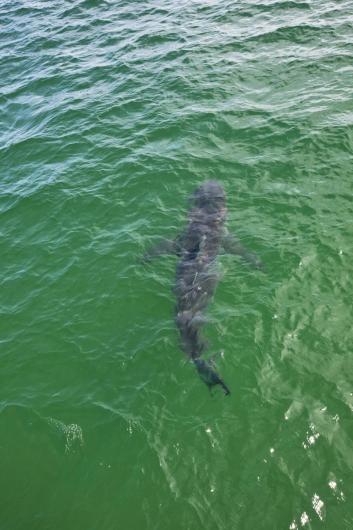 great white shark