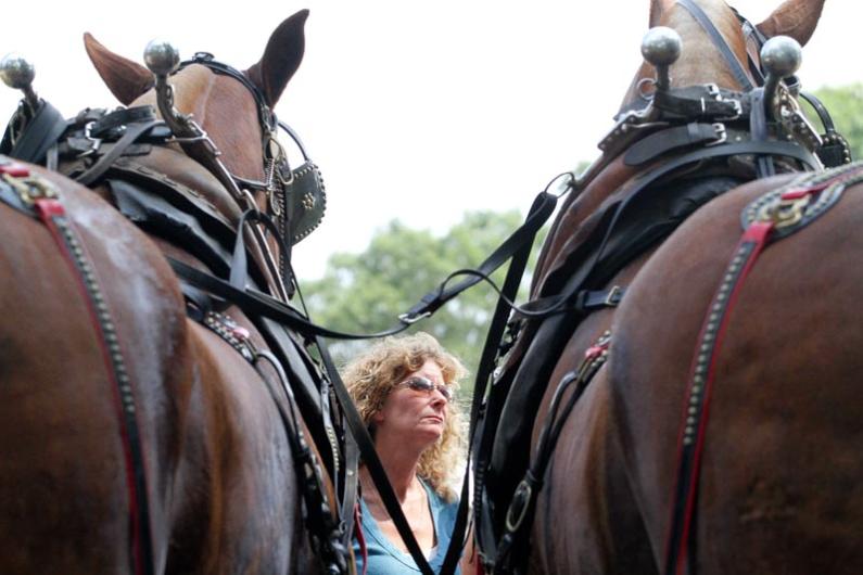 horses