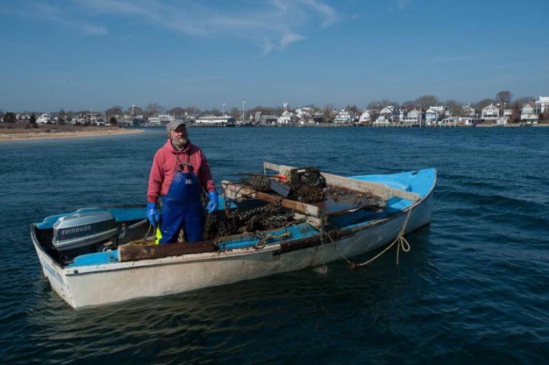 David Berube scalloper
