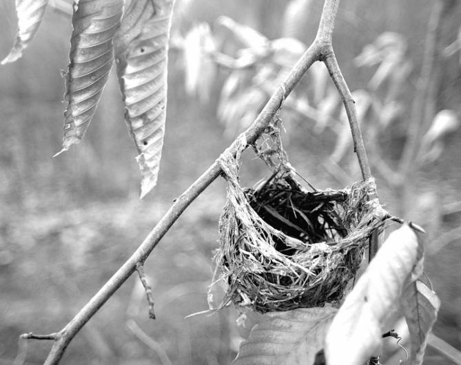 bird nest