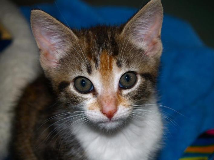 kitten