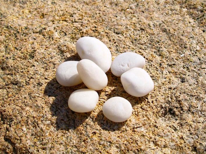 rocks