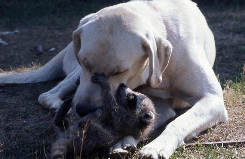 dog raccoon