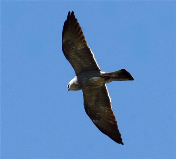 mississippi kite