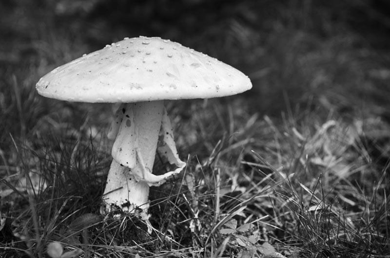 mushroom