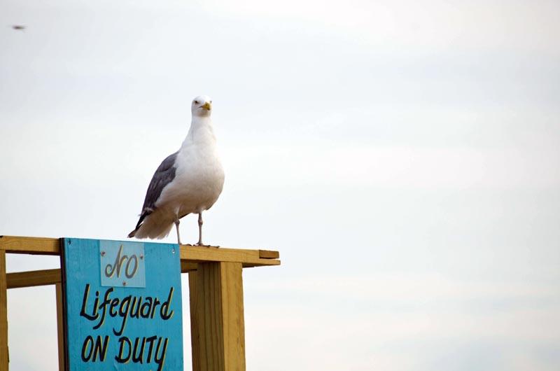 seagull