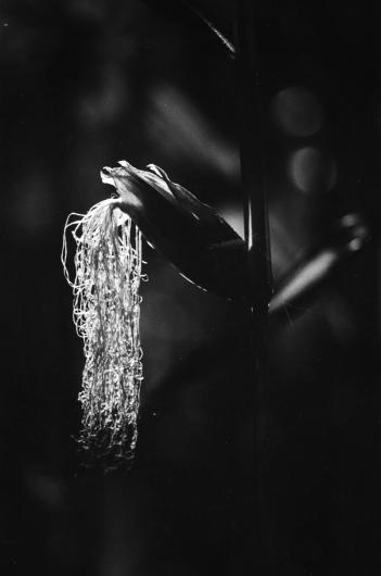 corn silk