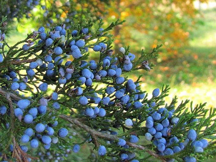 cedar berries