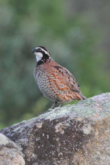bobwhite
