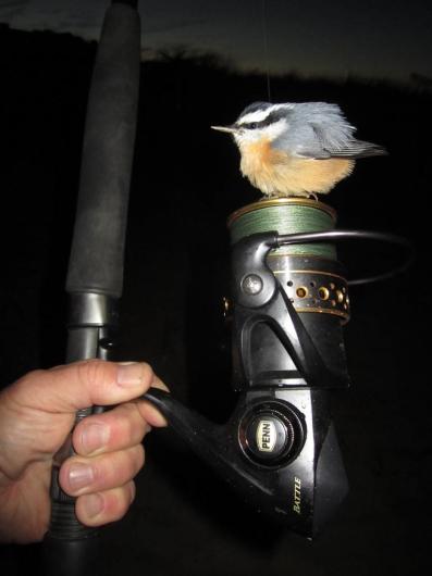 red breasted nuthatc