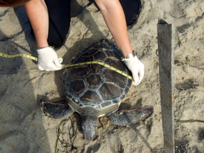 Green turtle tape measure