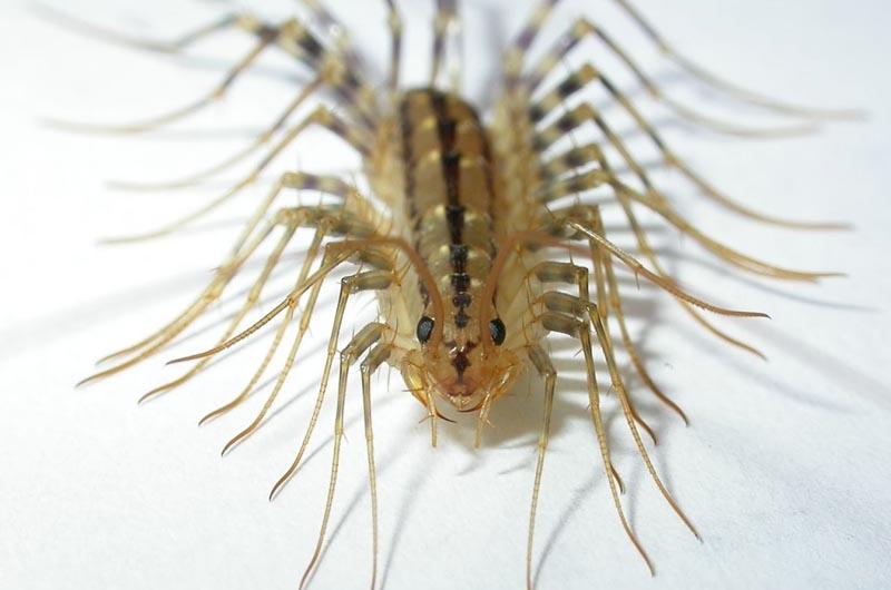 centipeded