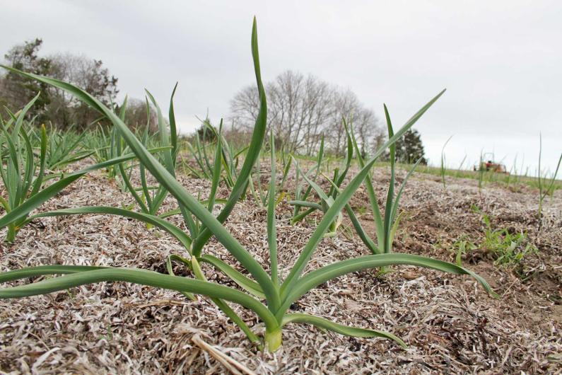 chives garden