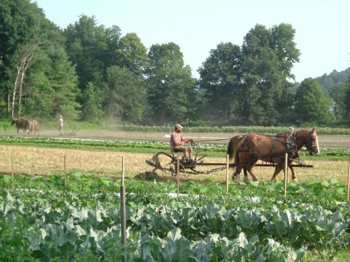 living local