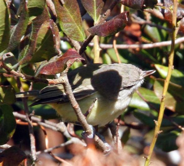 Bell's vireo 