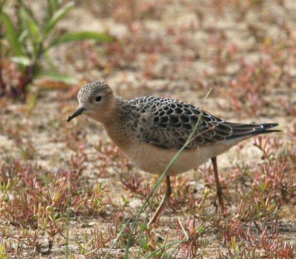 buff breasted sandpiper