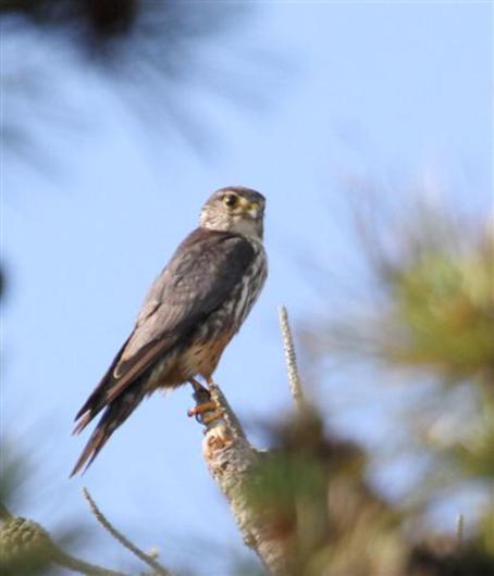 merlin