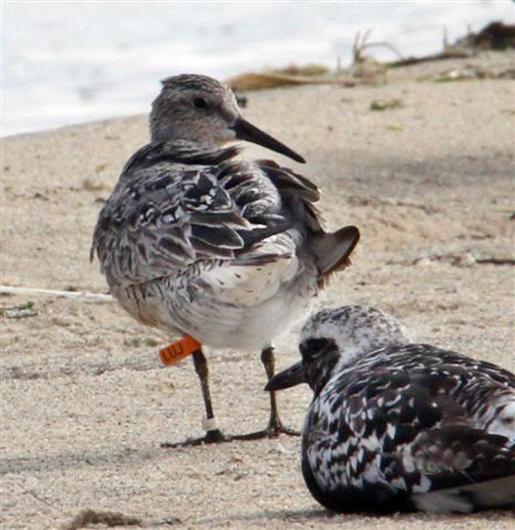 red knot