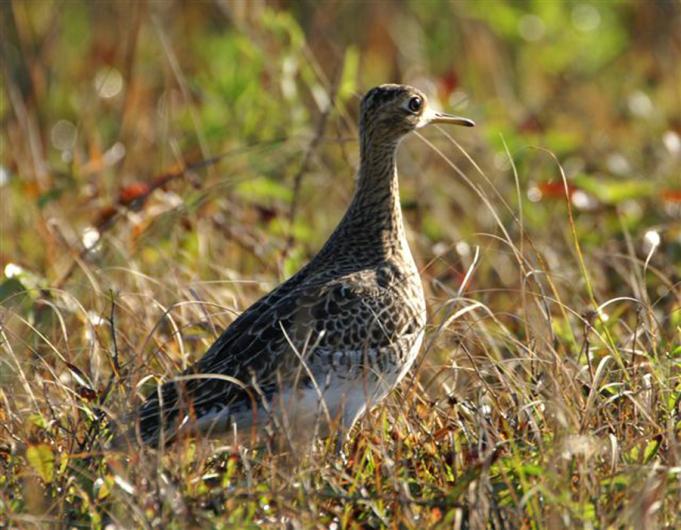 Upland Sandpiper