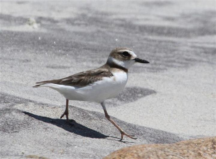 Wilsons plover