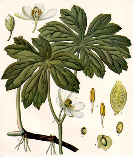 plant drawing