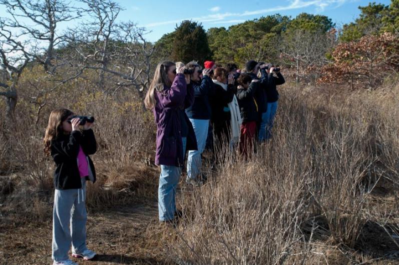 Felix Neck Wildlife Sancturary, Edgartown Susie Bowman bird watching