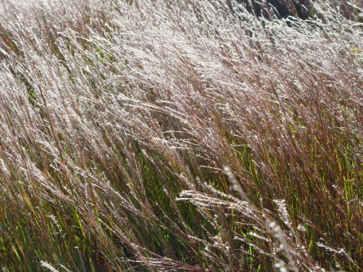 grass