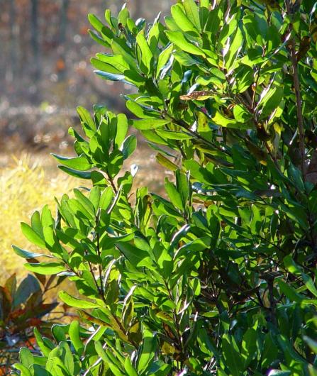 northern bayberry