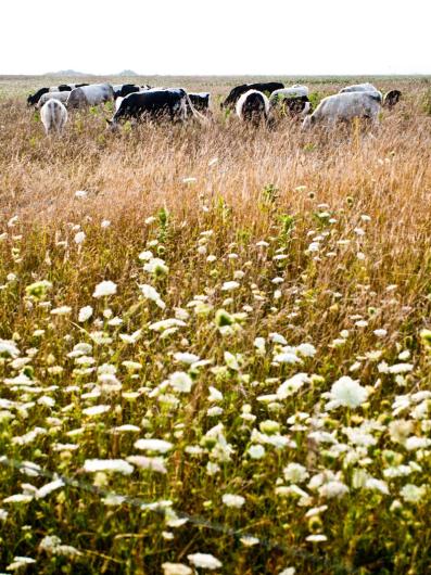 cows