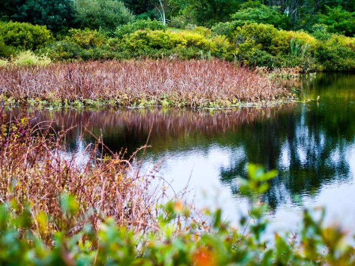 mill pond