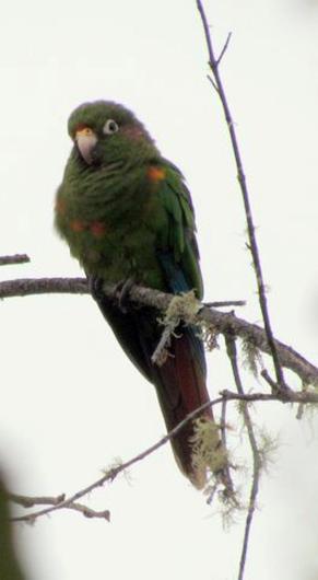 santa maria parakeet