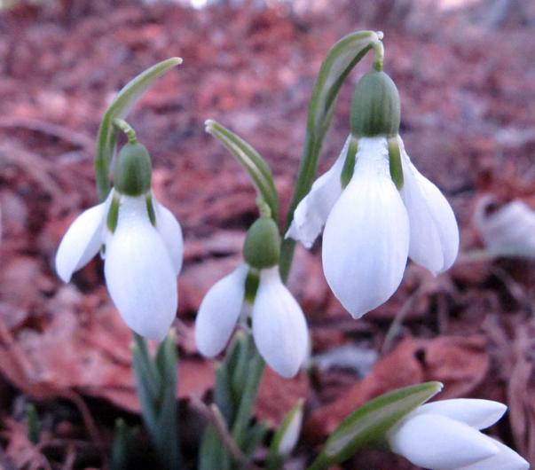 snowdrops