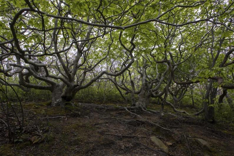 trees