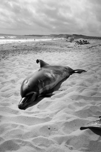 dolphin