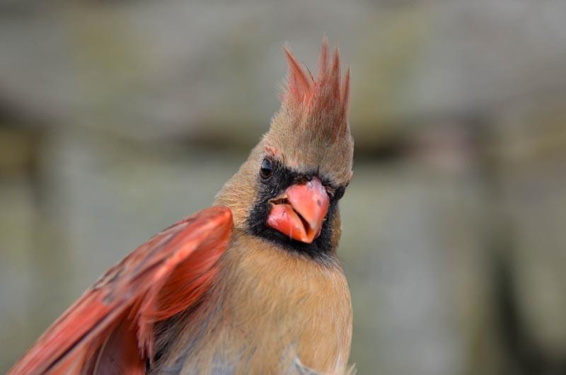 Female Carinal