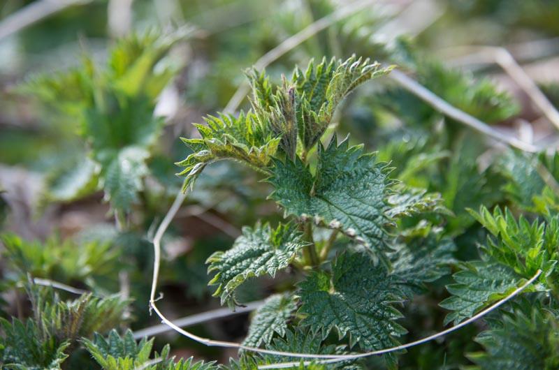 stinging nettle