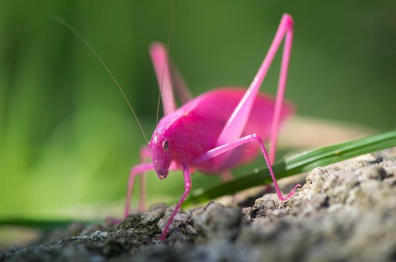 pink bug
