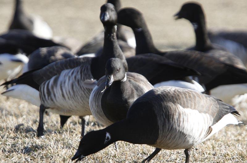 brant in oak bluffs