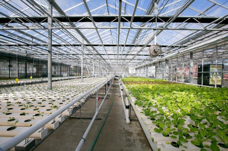 Luckily, greenhouses make a plant-based lifestyle possible all year round.