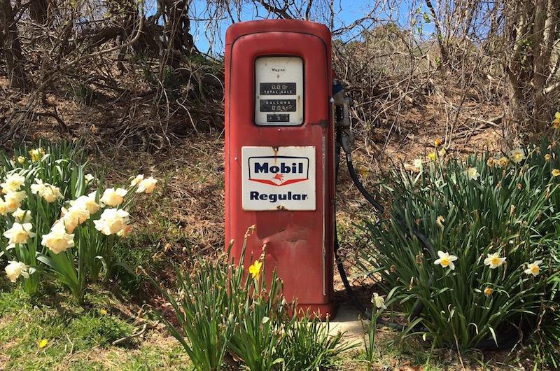 daffodils bloom in Chilmark 