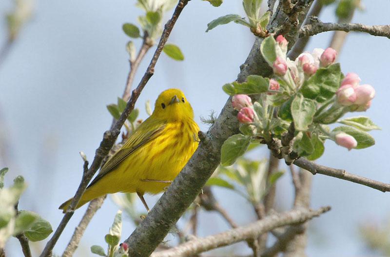 yellow warbler 