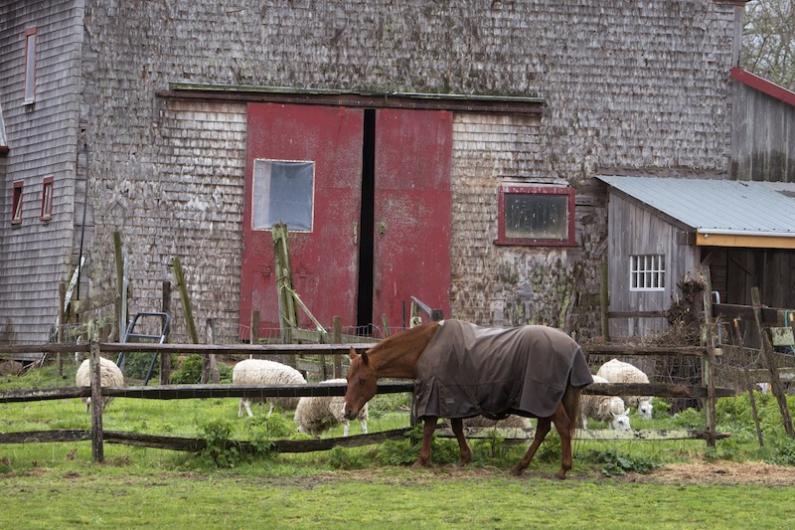 rainy day at West Tisbury farm 